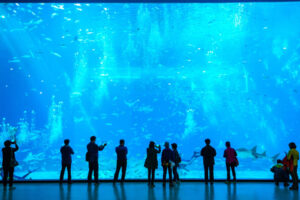 水族錧